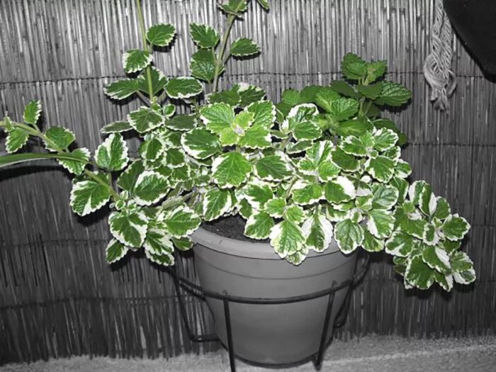 Плектрантус уход в домашних условиях фото Плектрантус или комнатная мята: советы по уходу в домашних условиях - АГРАРИЙ