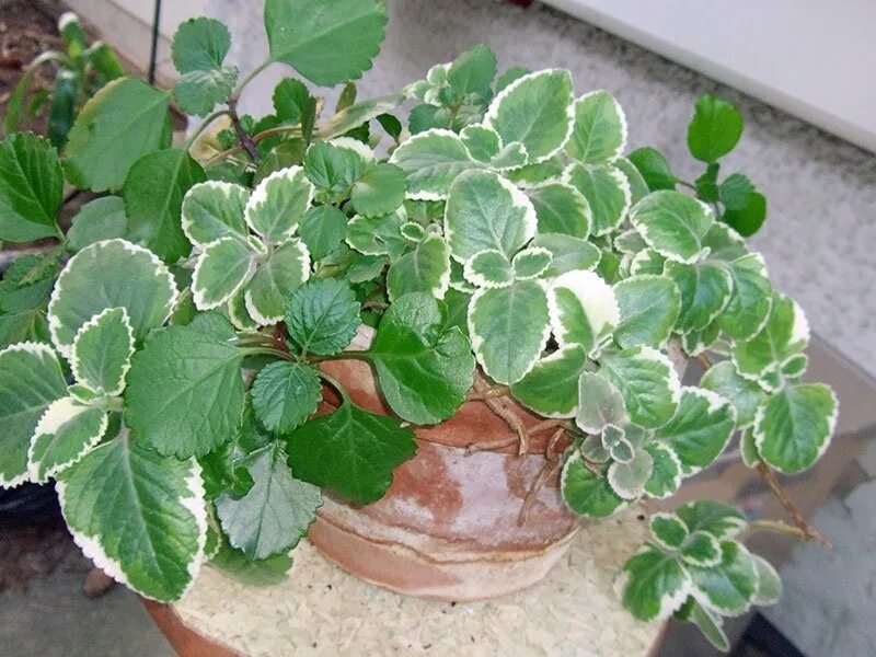 Плектрантус уход в домашних условиях фото Купить семена ПЛЕКТРАНТУС /ХИВ/ 1 ШТ в Новосибирске - Дом семян