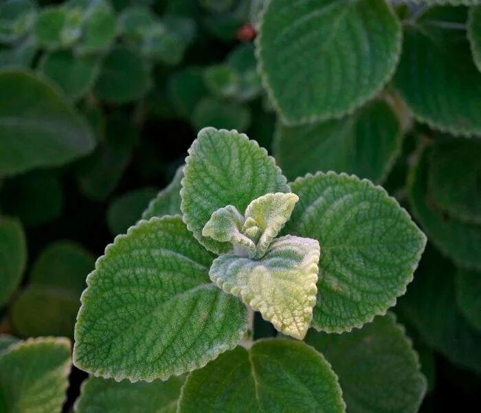 Плектрантус уход в домашних условиях фото Укоренённые черенки плектрантуса шерстистого - купить в Кемерове, цена 100 руб.,