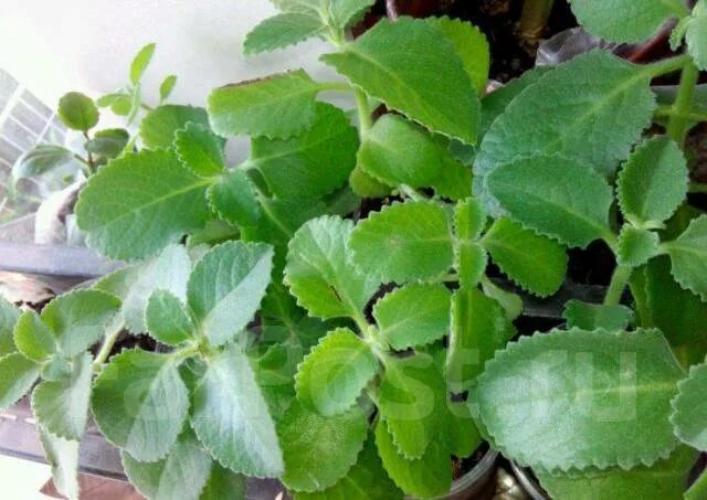 Плектрантус уход в домашних условиях фото Плектрантус (комнатная мята), в наличии. Цена: 450 ₽ во Владивостоке