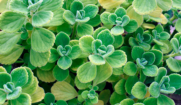 Плектрантус виды и сорта с фото Плектрантус: фото, описание, уход в домашних условиях, виды, сорта, пересадка, б