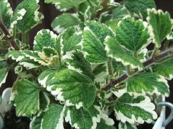 Плектрантус виды и сорта с фото Plectranthus variegata : une plante très décorative Incienso planta, Plantas rep