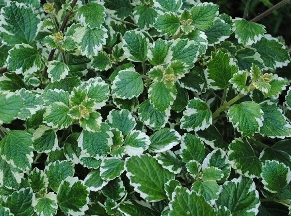 Плектрантус виды и сорта с фото Комнатный цветок "Плектрантус колеусовидный" в дар (Москва). Дарудар