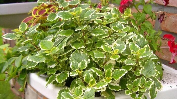 Плектрантус виды и сорта с фото Плющ или не плющ. Самая распространённая садовая лиана, способная преобразить ок