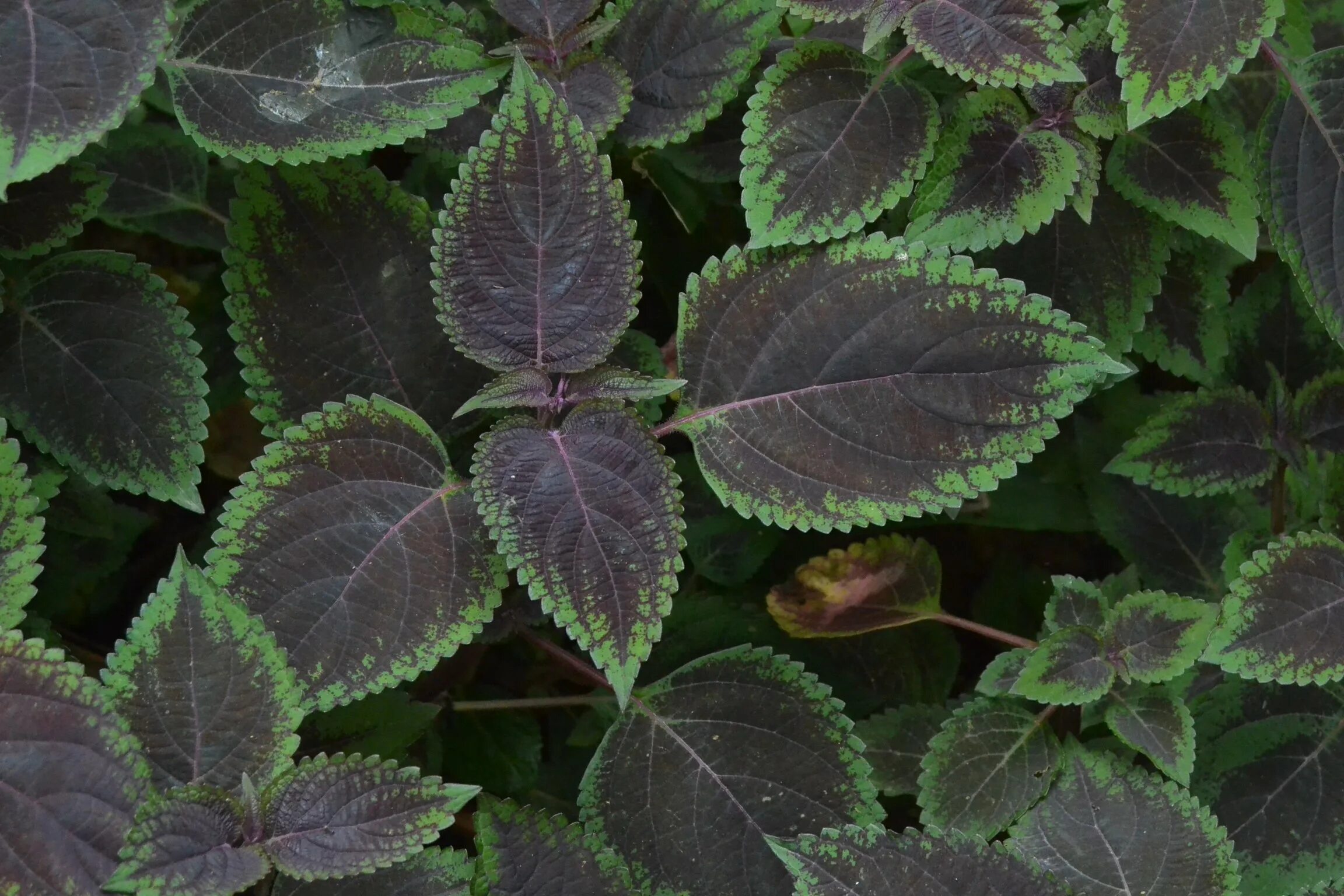 Плектрантус виды и сорта с фото Плектрантус цветок (75 фото)