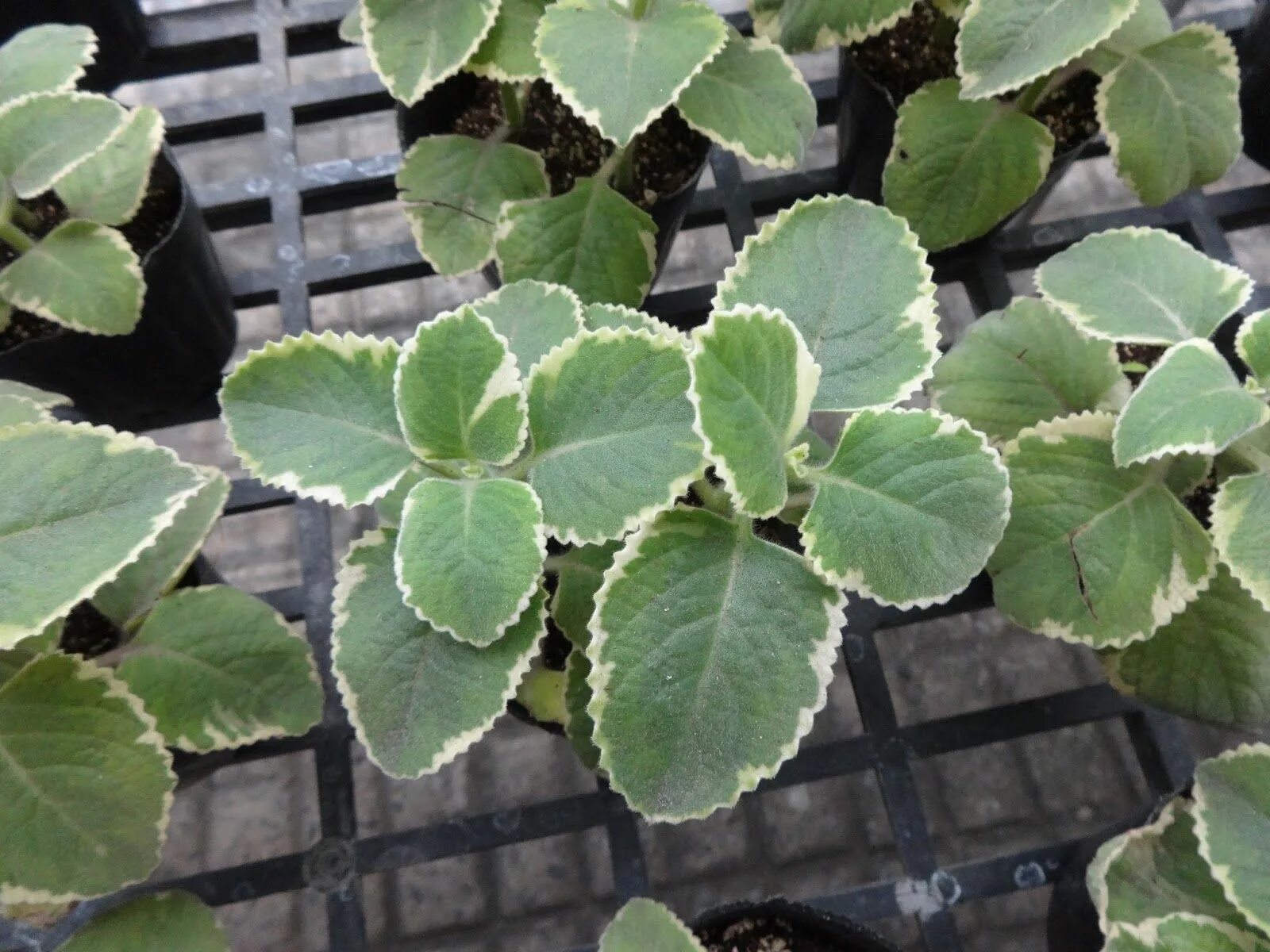 Плектрантус виды и сорта с фото Plectranthus amboinicus, Coleus aromaticus - Cuban oregano