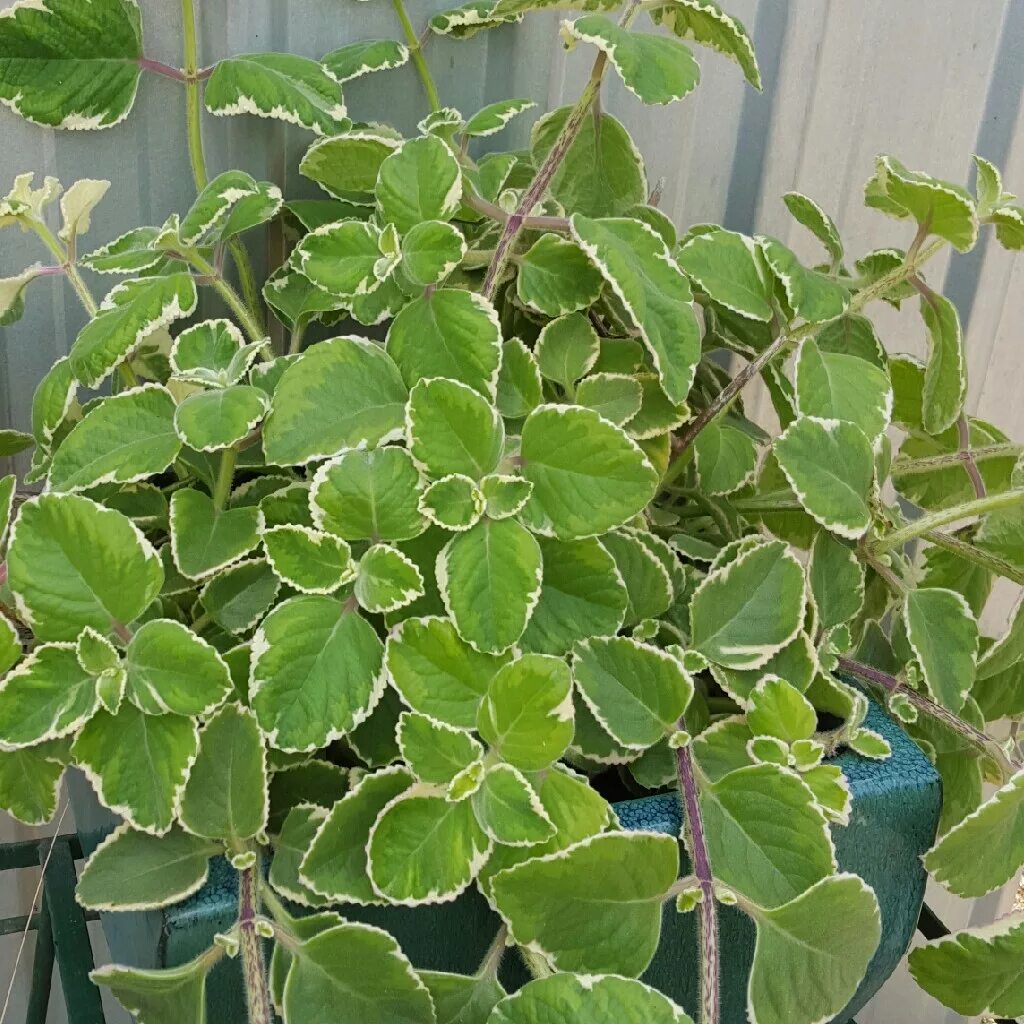 Плектрантус виды и сорта с фото Плектрантус Эртендаля ампельный: Ампельное Растение и Его Фото Мир вокруг нас Фо