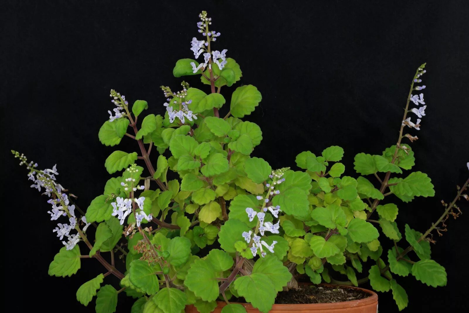 Плектрантус виды и сорта с фото Harfenstrauch (Plectranthus verticillatus)