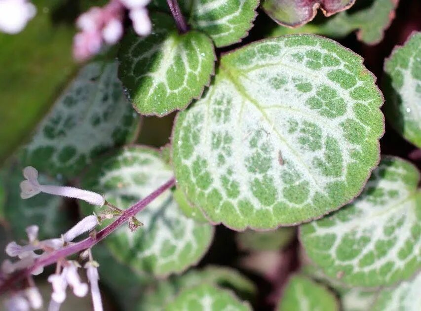 Плектрантус виды и сорта с фото Плектрантус: уход в домашних условиях, размножение и пересадка, виды Кустарники,