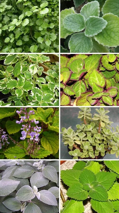 Плектрантус виды и сорта с фото Плектрантус