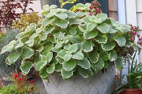 Плектрантус виды и сорта с фото Фотоподборка Плектрантус Cuban Oregano: Многообразие форм Торты, конфеты, пироги