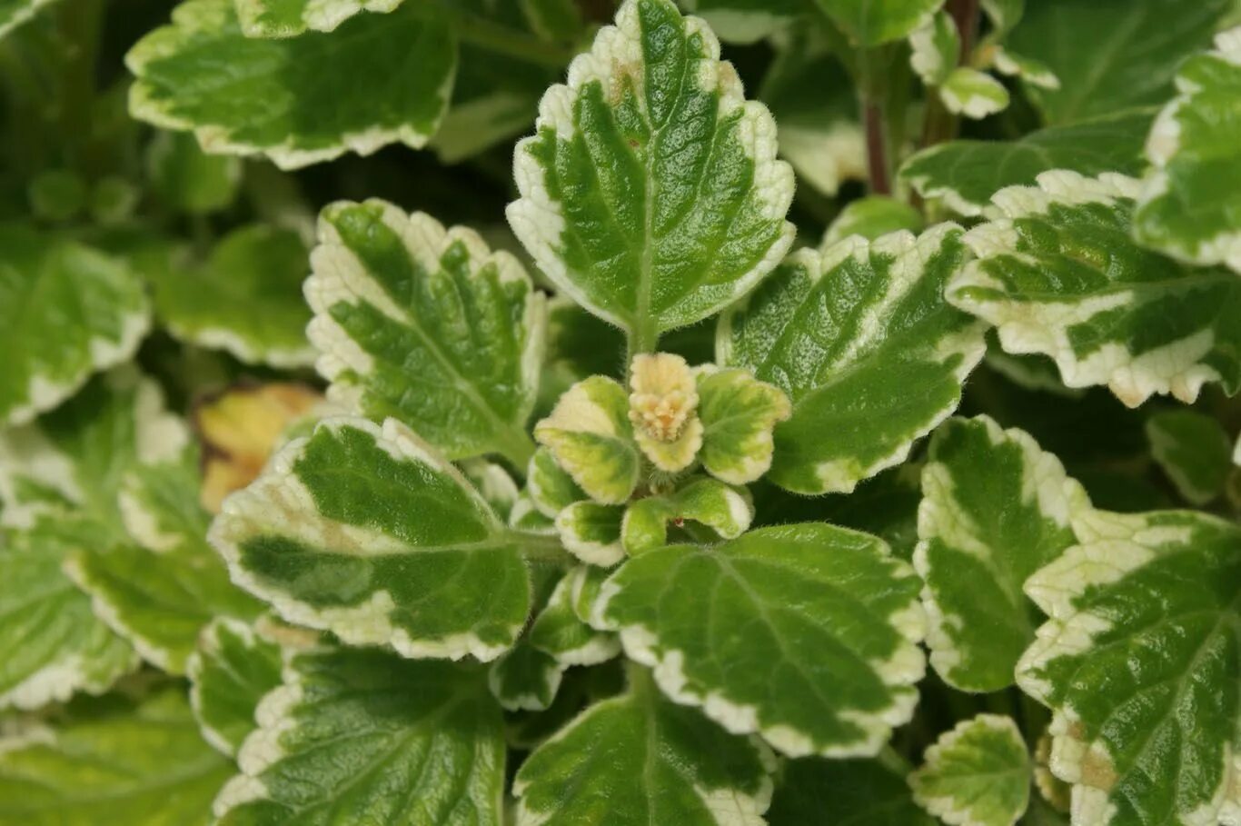 Плектрантус виды с фото Plectranthus forsteri 'Marginatus' Ervas, Plantas, Margaridas