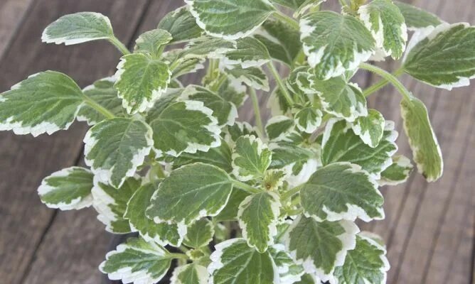 Плектрантус виды с фото Cómo podar y reproducir el incienso o Plectranthus coleoides? - Jardinatis Incie
