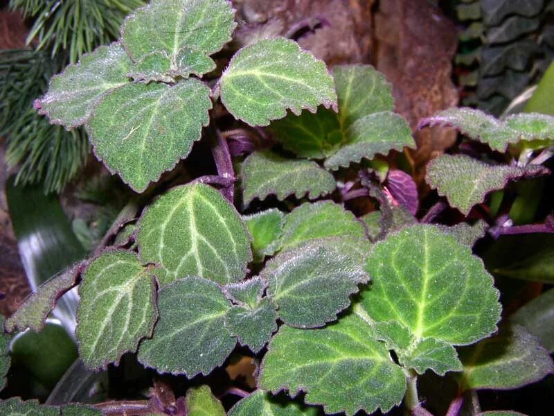 Плектрантус виды с фото Плектрантус Эртендаля. Плектрантусы. Фотоальбом участника Elenium