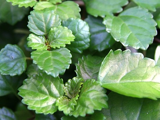 Плектрантус виды с фото Плектрантус южный