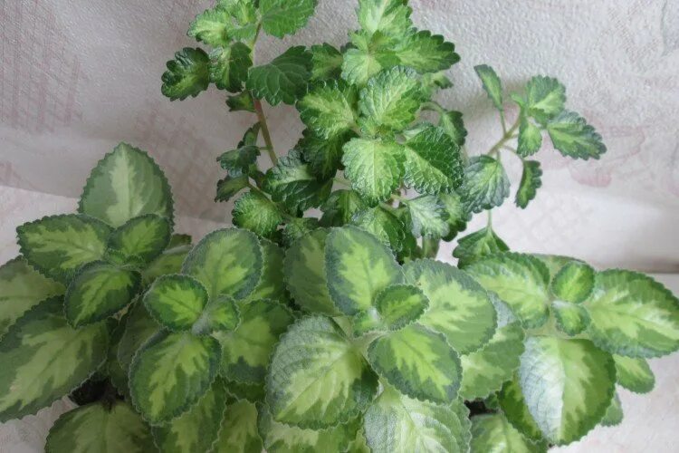 Плектрантус виды с фото Плектрантус (50 фото) - виды, выращивание и уход в домашних условиях