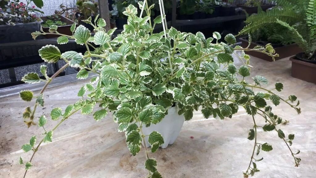 Плектрантус виды с фото Характеристики Плектрантус вариегатный, подробное описание товара. Интернет-мага