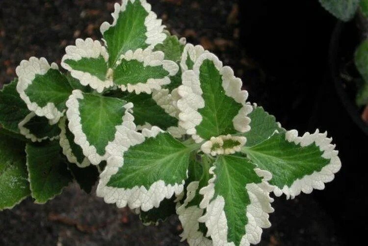 Плектрантус виды с фото Плектрантус (50 фото) - виды, выращивание и уход в домашних условиях