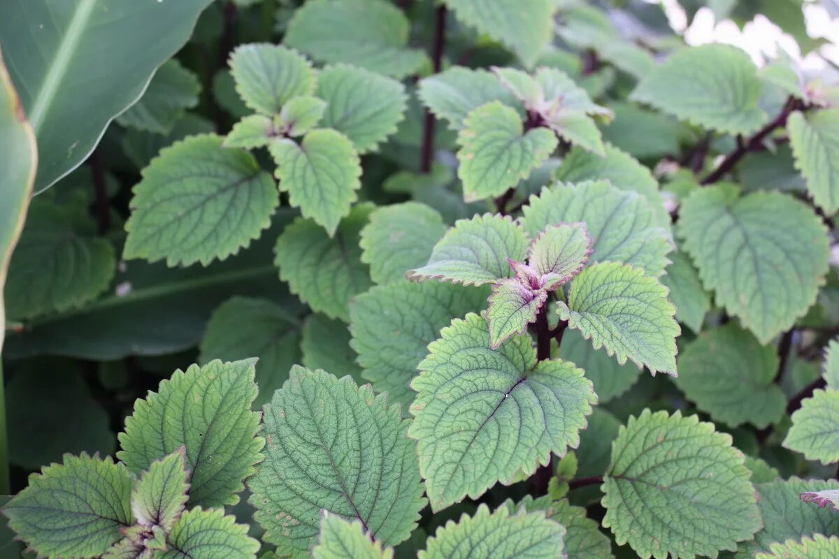 Плектрантус виды с фото Плектрантус: что это такое, описание, выращивание и уход в домашних условиях, пе