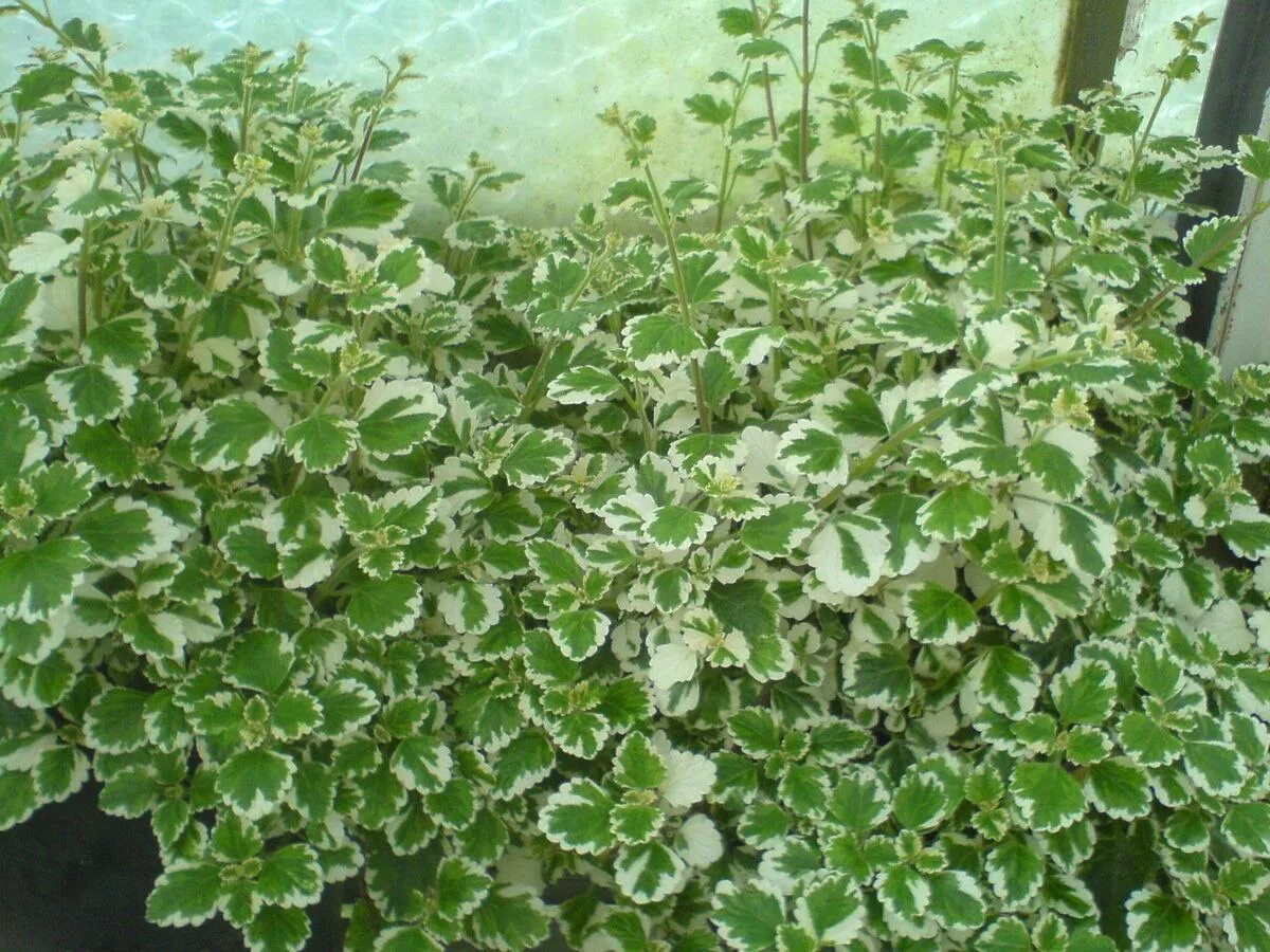 Плектрантус южный уход в домашних условиях фото Плектрантус вареагатный - Магазин цветов