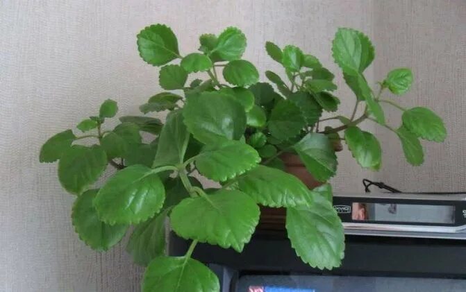 Плектрантус южный уход в домашних условиях фото Плектрантус - уход и размножение растения в домашних условиях