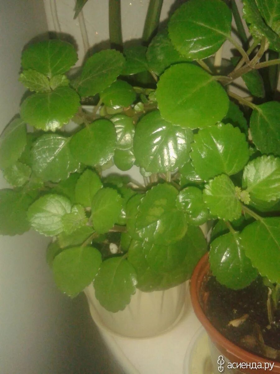 Плектрантус южный уход в домашних условиях фото плектрантус: Альбом "Мои домашние цветочки": Альбомы