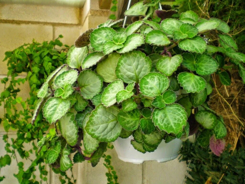 Плектрантус южный уход в домашних условиях фото Ritual para recuperar a tu pareja Plants, Vegetables, Sprouts