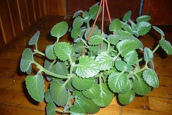 Плектрантус южный уход в домашних условиях фото Разновидности мяты: названия и фото