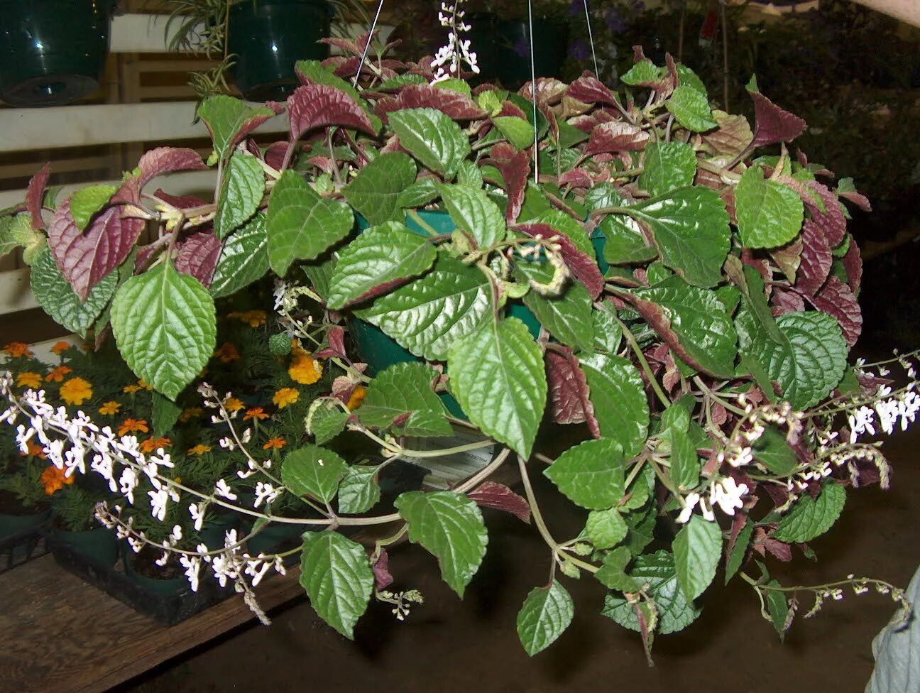Плектрантус южный уход в домашних условиях фото Online Plant Guide - Plectranthus ciliatus / Plectranthus, Swedeish Ivy