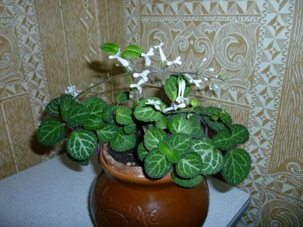Плектрантус южный уход в домашних условиях фото Плектрантус. в дар (Москва). Дарудар