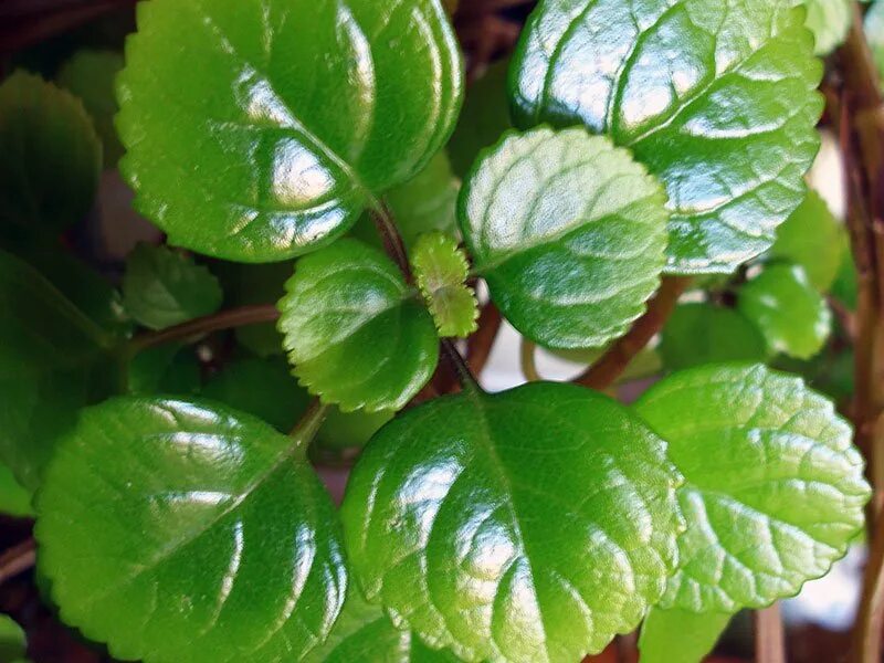 Плектрантус южный уход в домашних условиях фото Фотографии Плектрантуса и Орегано Планета земля Фотогалерея природы на dia-logik