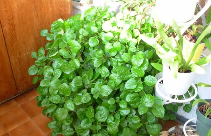 Плектрантус южный уход в домашних условиях фото Фотоподборка: Плющ плектрантус в интерьере Планета земля Фотогалерея природы на 