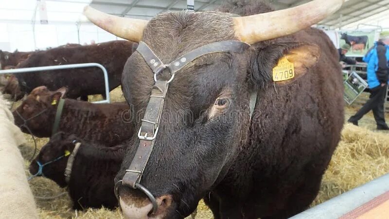 Племенной бык фото с кольцом Cows at the Hay Ring Closeup Stock Photo - Image of beef, autumn: 301009900