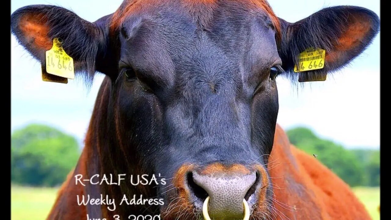 Племенной бык фото с кольцом Is the U.S. Inviting a New Crisis for the Cattle Industry? - YouTube