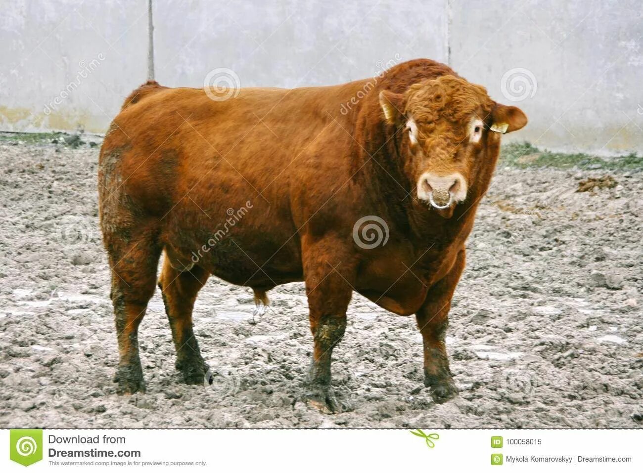 Племенной бык фото с кольцом Bull with nose ring stock image. Image of farmland, ring - 100058015 Bull nose r