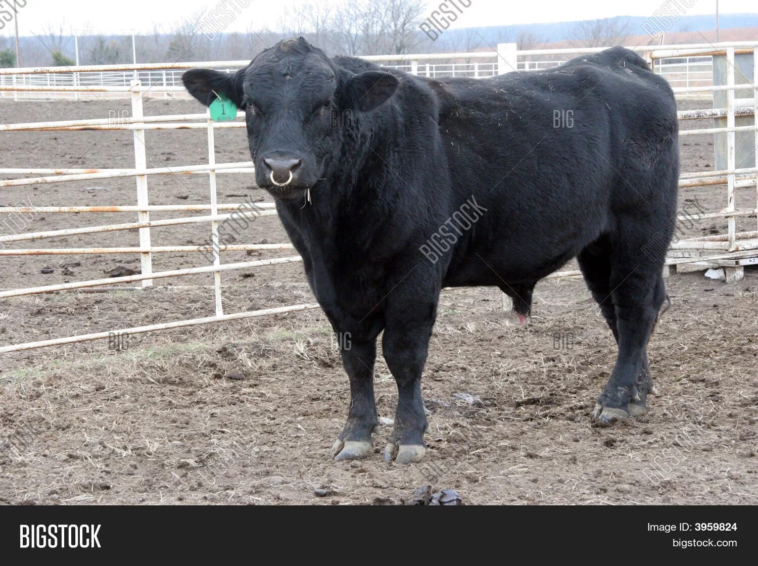 Племенной бык фото с кольцом изображения и фото (бесплатная пробная версия) Bigstock