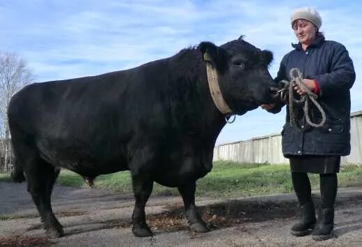 Племенной бык фото с кольцом Содержание быков производителей кормление быков нормы кормления