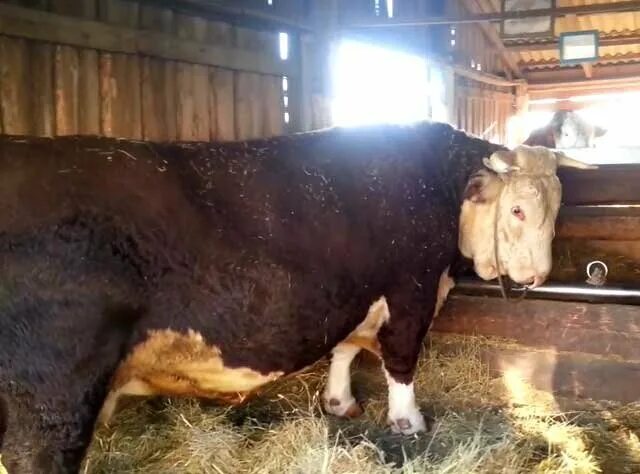 Племенной бык фото с кольцом Понты для коров. Быки с кольцами в носах: зачем это нужно Знай ферму Дзен