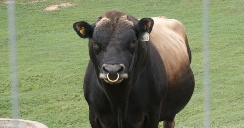 Племенной бык фото с кольцом А вы знаете, почему у быков бывает кольцо в носу? - Это интересно!