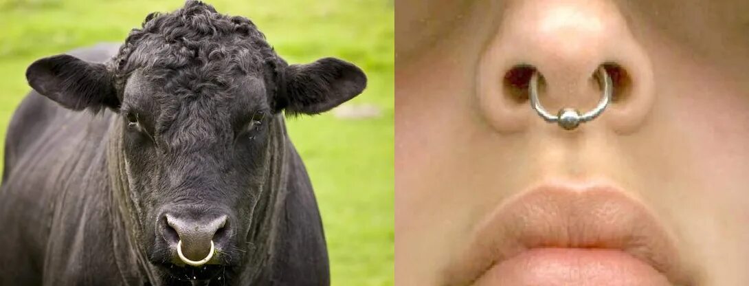 Племенной бык фото с кольцом Девушки, коровы, кольца и носы. Купи ДЗЕН Дзен