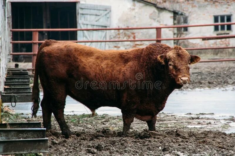 Племенной бык фото с кольцом Bull с кольцом носа стоковое изображение. изображение насчитывающей уши - 129280