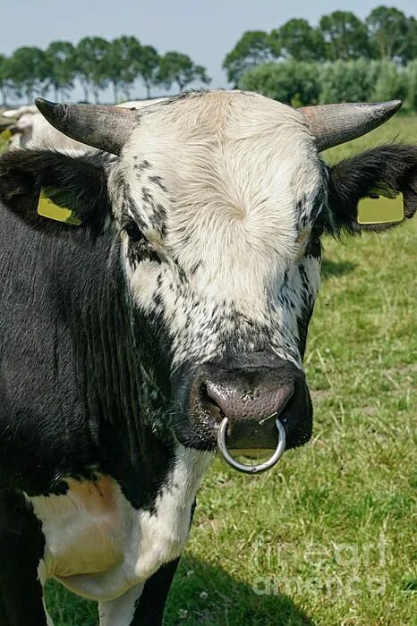 Племенной бык фото с кольцом Bull with snout ring by Patricia Hofmeester Bull, Big black, Animals