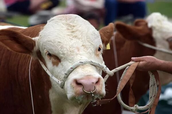Племенной бык фото с кольцом EU and Canada settle cattle battle at the WTO