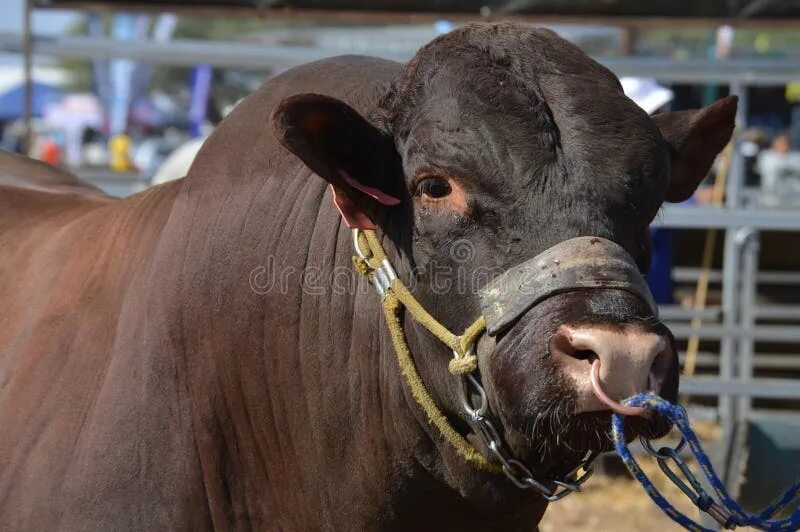 Племенной бык фото с кольцом Bull в дворе фермы стоковое изображение. изображение насчитывающей ангстрома - 9