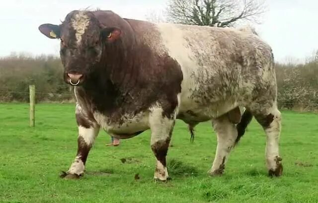 Племенной бык фото с кольцом Сельскохозяйственные животные Скадовск: продажа сельскохозяйственных животных, к