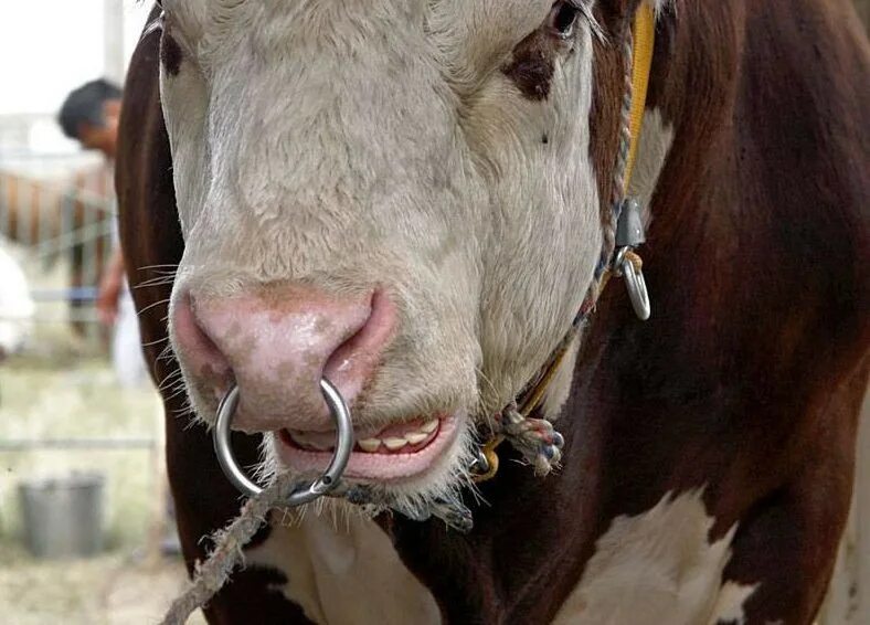 Племенной бык фото с кольцом Возбуждено уголовное дело после гибели скотника от быка на ферме техникума. Крас