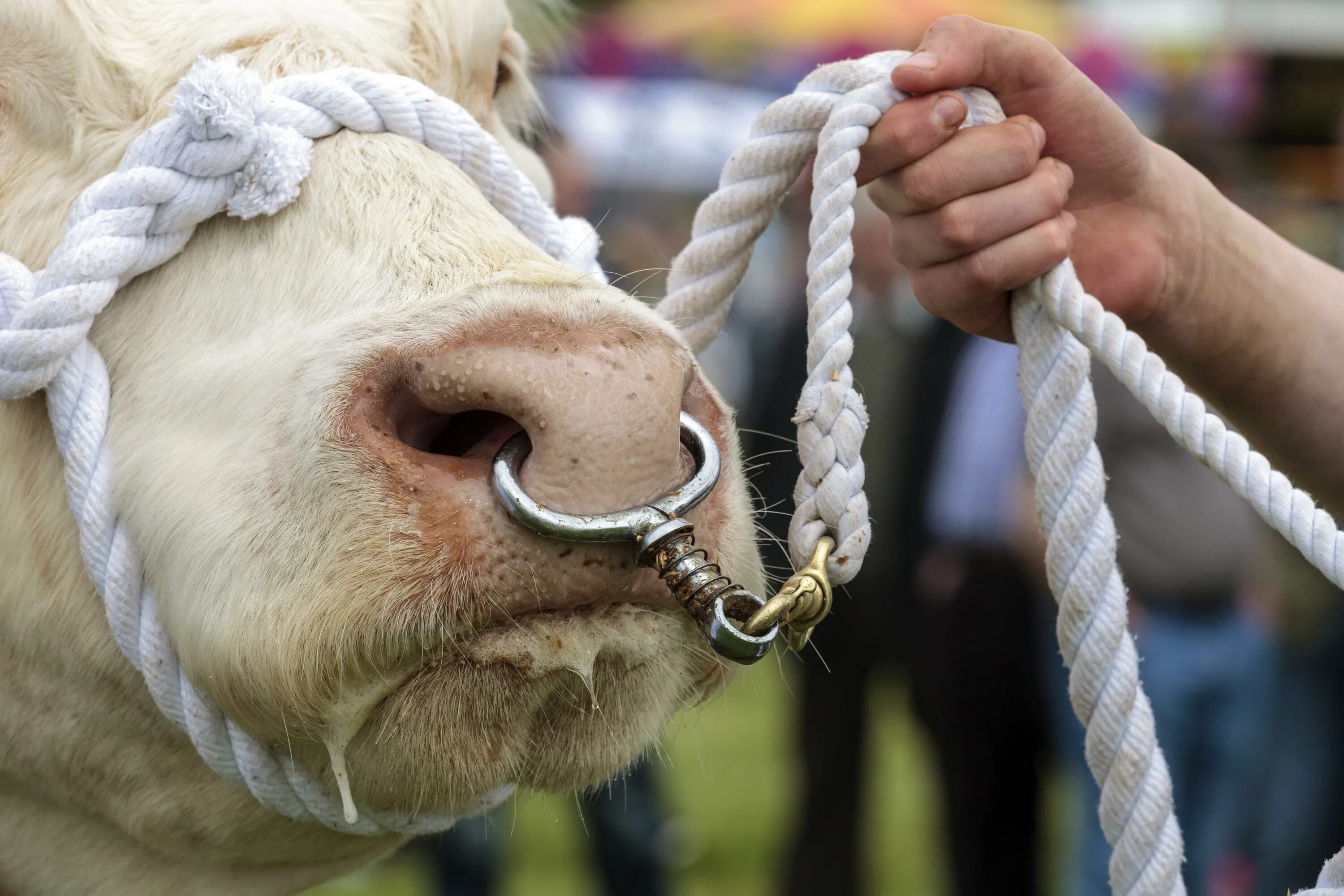 Племенной бык фото с кольцом A look back at some of the most extraordinary news and politics talking points i