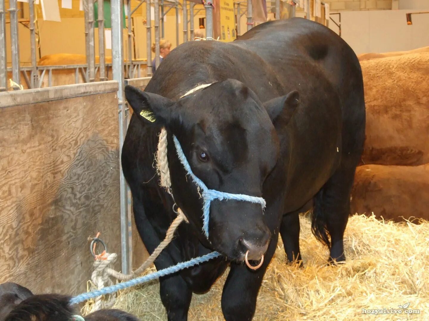 Племенной бык фото с кольцом Кольца для быков - 91 фото