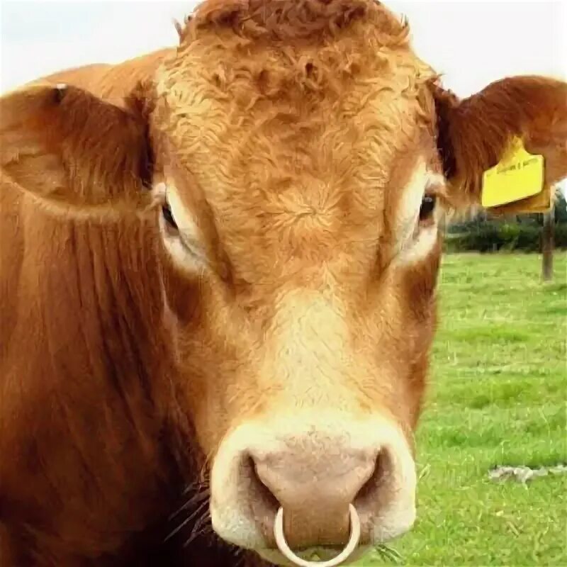 Племенной бык фото с кольцом Девушки, коровы, кольца и носы. Купи ДЗЕН Дзен