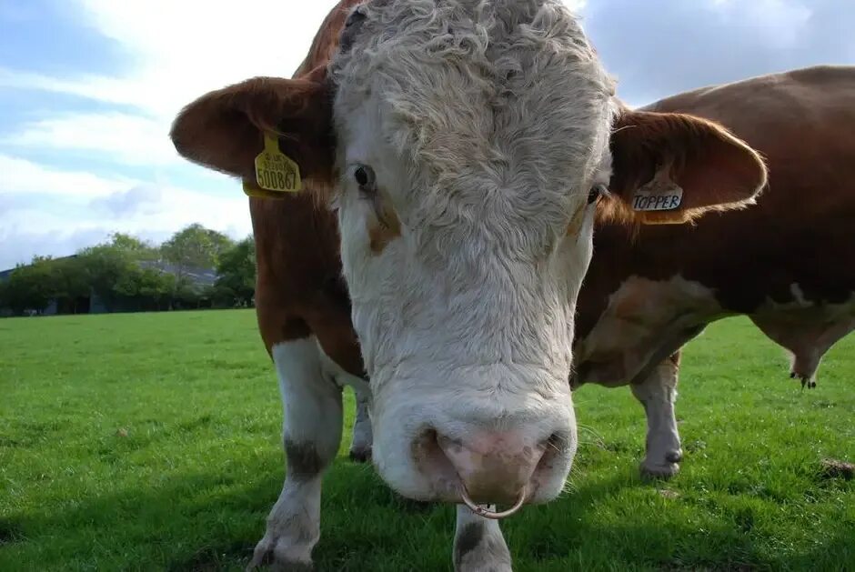 Племенной бык фото с кольцом Нос бычка